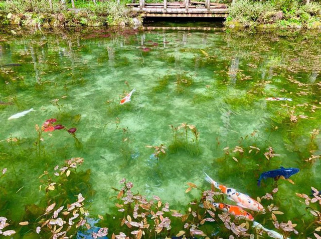 Nếu đến Nhật Bản, đừng quên ghé thăm hồ nước trong vắt, đẹp như bức tranh thủy mặc này - Ảnh 5. Nếu đến Nhật Bản, đừng quên ghé thăm hồ nước trong vắt, đẹp như bức tranh thủy mặc này - Ảnh 5.