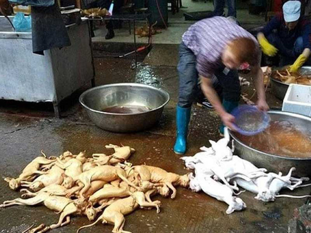 Đưa thịt chó vào diện kiểm soát giết mổ - Ảnh 1. Đưa thịt chó vào diện kiểm soát giết mổ - Ảnh 1.
